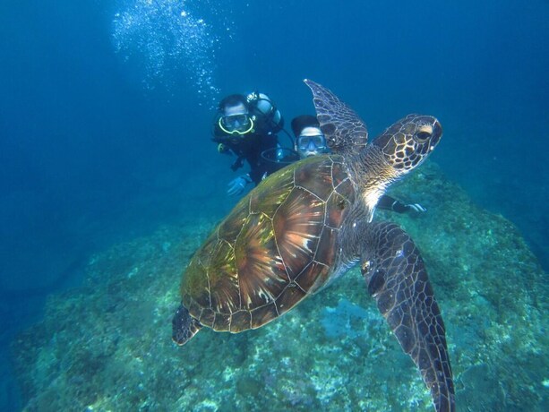 Imagen de los interiores del Hotel SEADIVE GUEST HOUSE. Foto 33