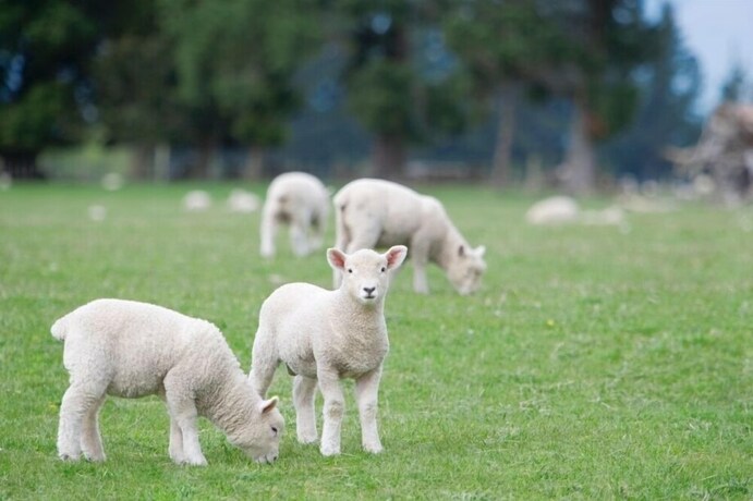 Imagen de la habitación del Hotel SONO PET CLUBS and RESORTS VIVALDI PARK. Foto 28