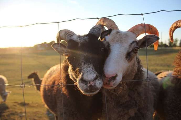 Imagen de los exteriores del Hotel STF Ihre Gård. Foto 13
