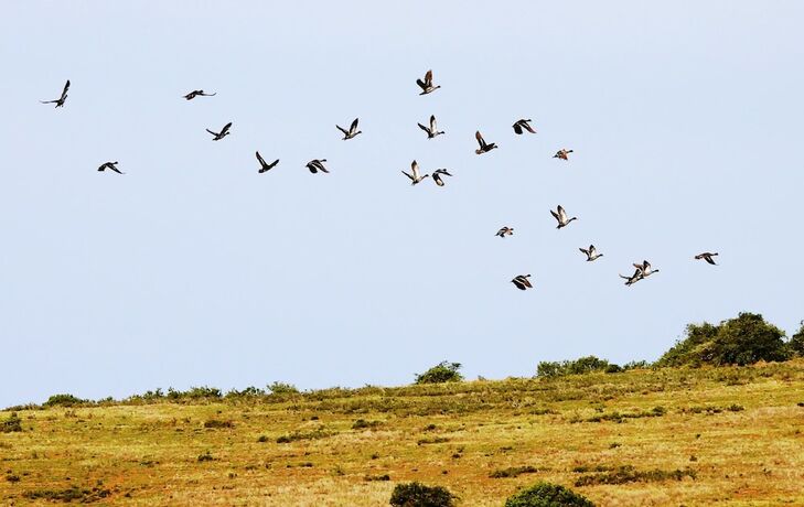 Imagen general del Hotel Safari Lodge - Amakhala Game Reserve. Foto 4