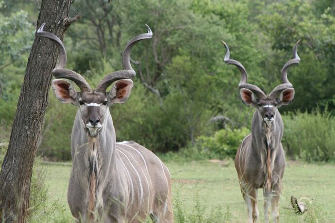 Imagen general del Hotel Safari Lodge - Amakhala Game Reserve. Foto 5