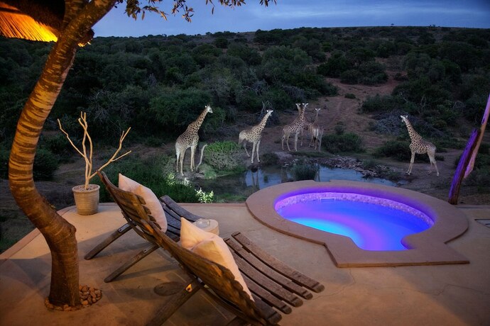 Imagen general del Hotel Safari Lodge - Amakhala Game Reserve. Foto 10