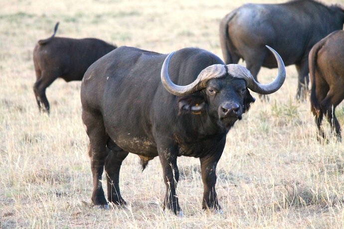 Imagen general del Hotel Safari Lodge - Amakhala Game Reserve. Foto 11