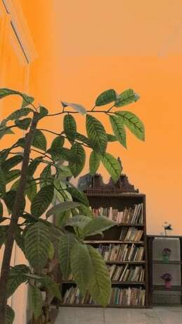 Imagen general del Hotel Safary. Foto 9