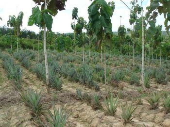 Imagen de los exteriores del Hotel Samboja Lodge. Foto 13