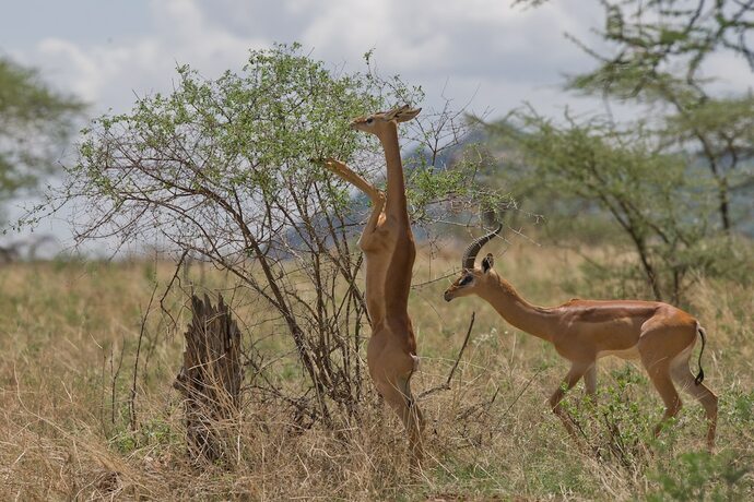 Imagen general del Hotel Samburu Sopa Lodge. Foto 10