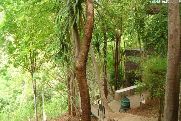 Imagen general del Hotel Sam\'s Jungle Guesthouse. Foto 2
