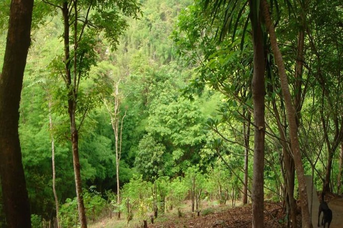 Imagen general del Hotel Sam\'s Jungle Guesthouse. Foto 3