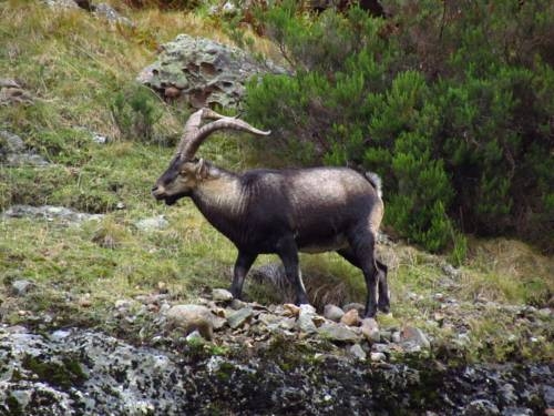 Imagen general del Hotel San Glorio, Llánaves de la Reina. Foto 13