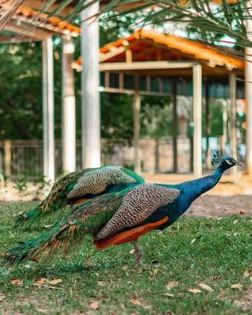 Imagen general del Hotel San Miguel, MATURIN. Foto 10