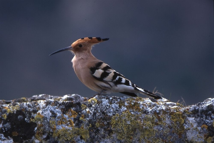 Imagen de los exteriores del Hotel San Ramon Del Somontano. Foto 12