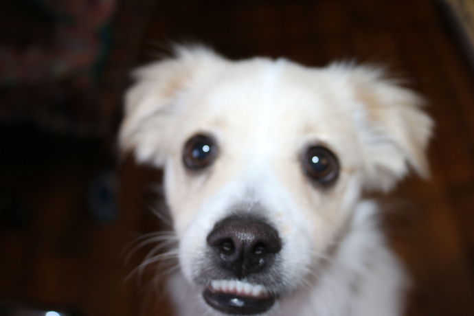 Imagen de los exteriores del Hotel Sandstock Motor Inn Armidale. Foto 14