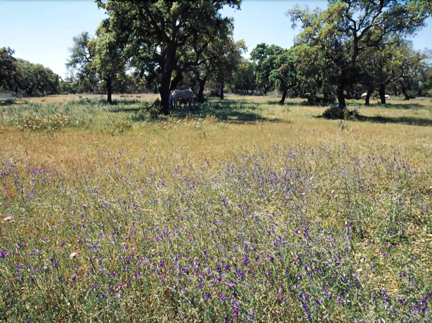 Imagen de los exteriores del Hotel Sao Lourenco. Foto 6