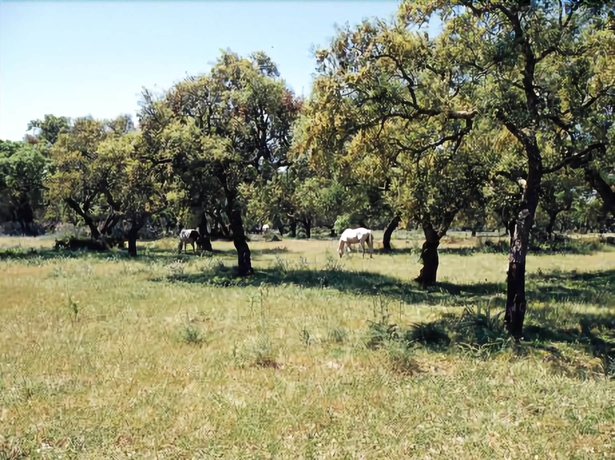 Imagen de los exteriores del Hotel Sao Lourenco. Foto 7