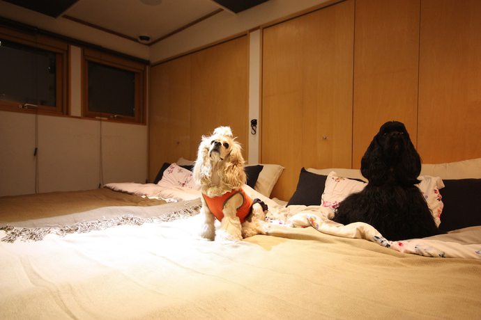 Imagen de la habitación del Hotel Sapporo Hiraoka Dog. Foto 4