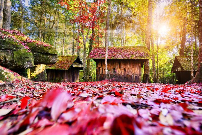 Imagen de los interiores del Hotel Sappraiwan Elephant Resort and Sanctuary. Foto 17