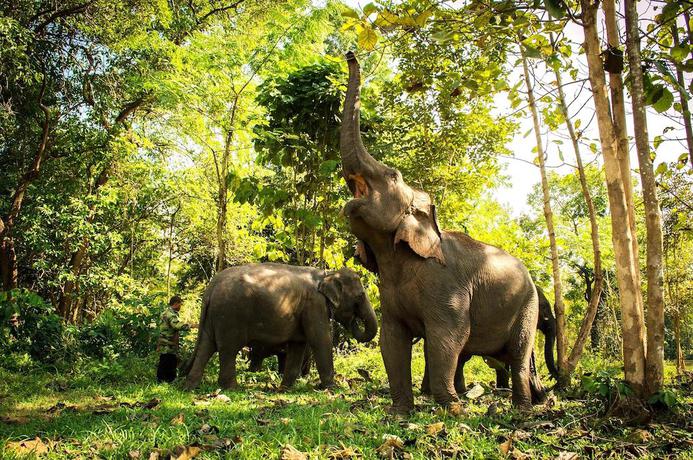 Imagen de los exteriores del Hotel Sappraiwan Elephant Resort and Sanctuary. Foto 13