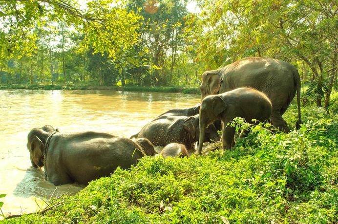 Imagen de los exteriores del Hotel Sappraiwan Elephant Resort and Sanctuary. Foto 14