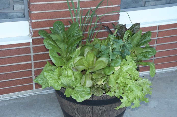 Imagen de la habitación del Hotel Sara Glen Motel. Foto 14