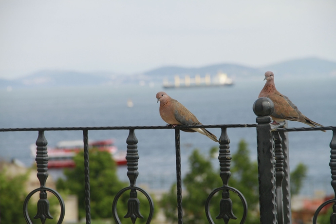 Imagen de los exteriores del Hotel Saruhan. Foto 12