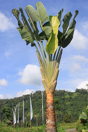 Imagen general del Hotel Sawah Indah Villa. Foto 8
