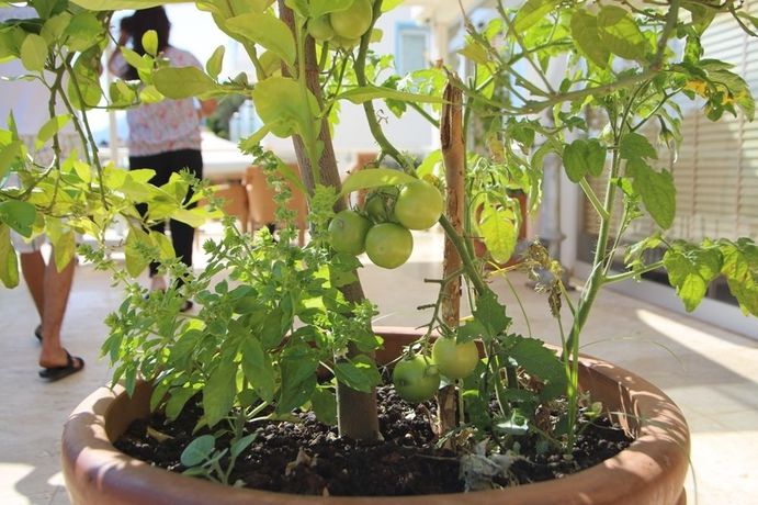 Imagen de la habitación del Hotel Saylam Suites. Foto 11