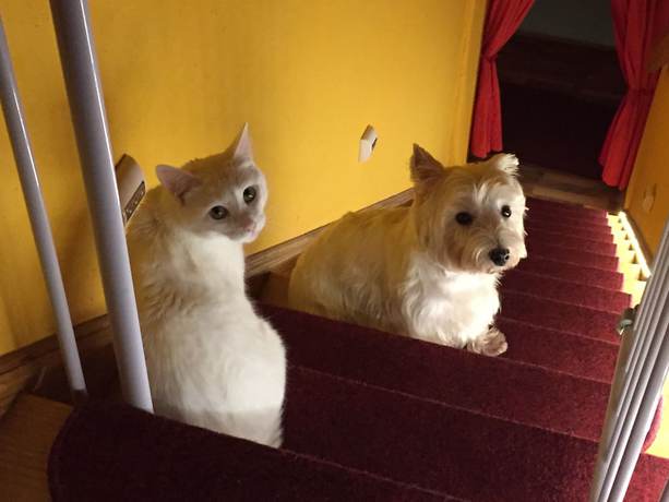 Imagen general del Hotel Schützenhaus. Foto 2