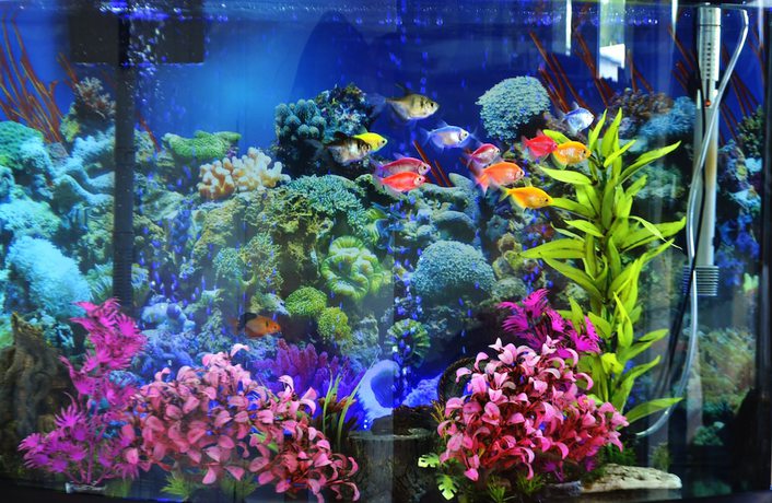 Imagen de los interiores del Hotel Scottish Inns and Suites Alvin. Foto 16