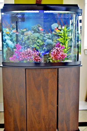 Imagen de la piscina del Hotel Scottish Inns and Suites Alvin. Foto 20