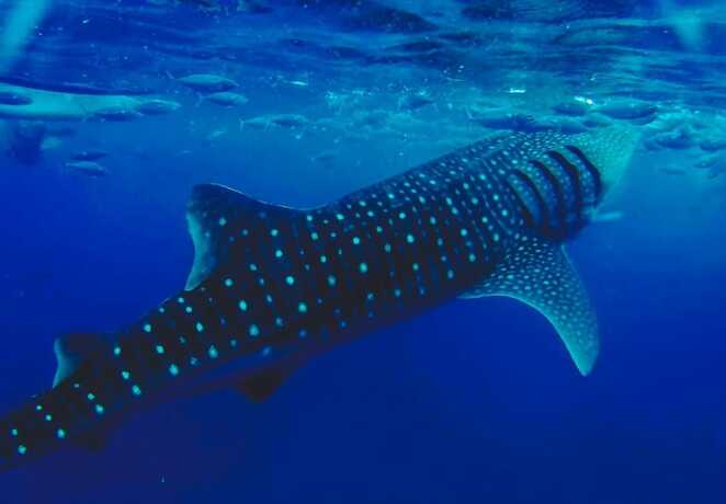 Imagen general del Hotel Seascape Resort Oslob. Foto 16