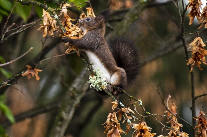 Imagen general del Hotel Seerösl Wörthersee Kärnten. Foto 11