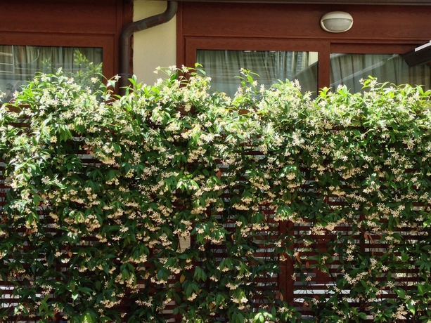 Imagen de los exteriores del Hotel Select Garden. Foto 12