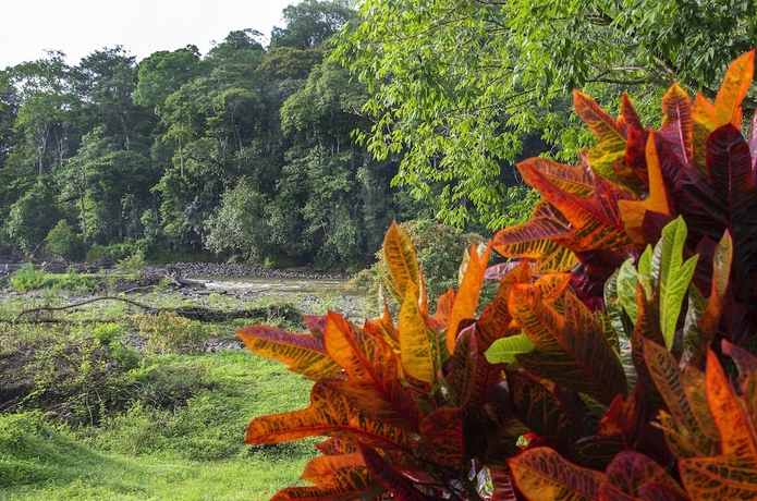 Imagen general del Hotel Selva Verde Lodge. Foto 3