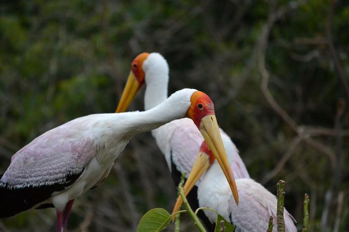 Imagen de los exteriores del Hotel Selwo Lodge. Foto 9