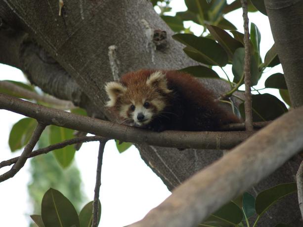 Imagen de los exteriores del Hotel Selwo Lodge. Foto 14