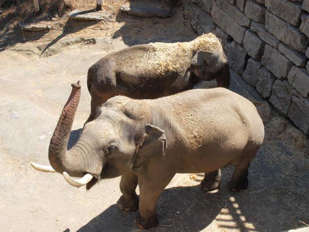 Imagen de los exteriores del Hotel Selwo Lodge. Foto 18