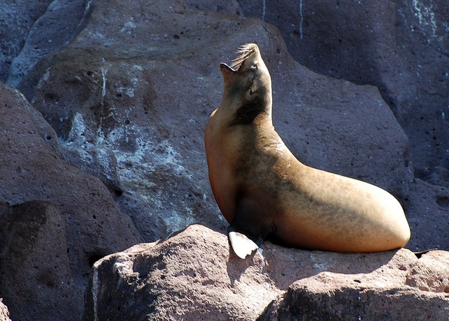 Imagen de los exteriores del Hotel Seven Crown La Paz Malecon. Foto 11