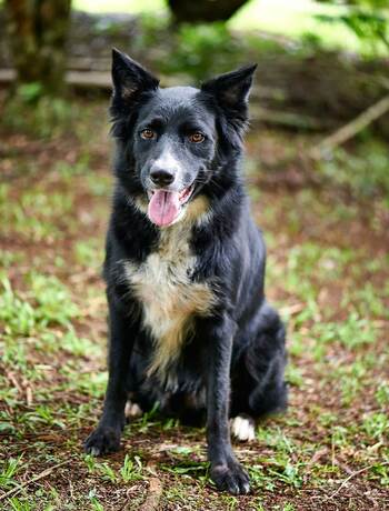 Imagen general del Hotel Sharlynn by the River. Foto 3