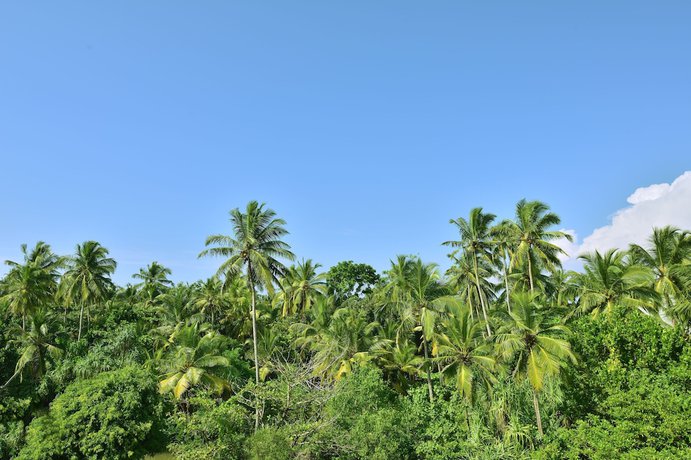 Imagen de la habitación del Hotel Sheraton Kosgoda Turtle Beach Resort. Foto 18