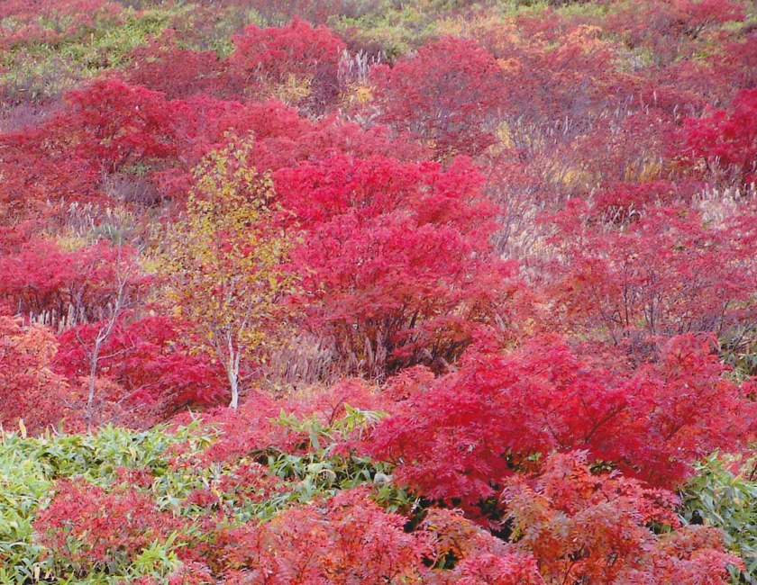 Imagen general del Hotel Shiga No Yu. Foto 24