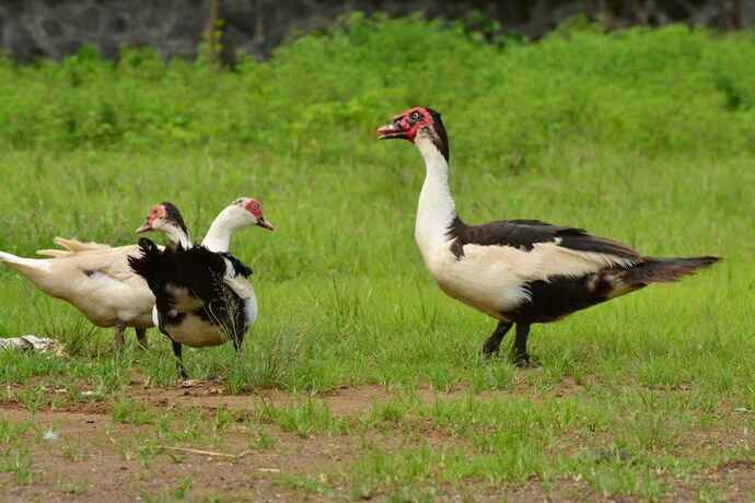 Imagen general del Hotel Shiva's Inn. Foto 15