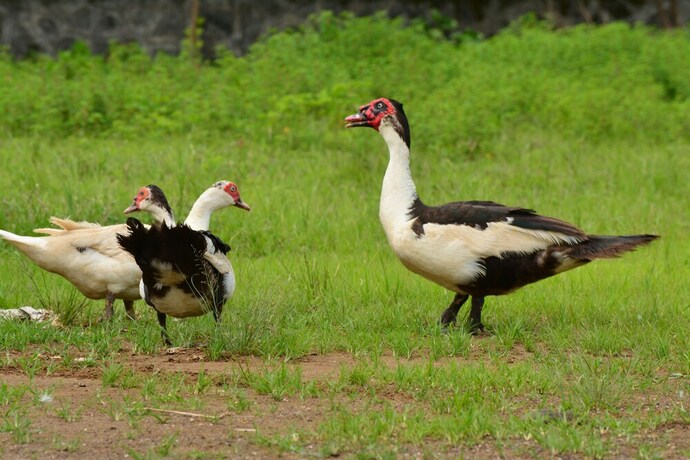 Imagen general del Hotel Shiva's Inn. Foto 2