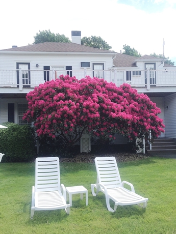 Imagen de los exteriores del Hotel Shoreway Acres Inn and Cape Cod Lodging. Foto 13