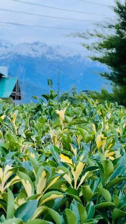 Imagen general del Hotel Shubham Green Guest House. Foto 2