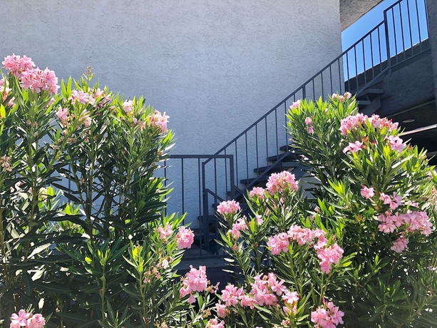 Imagen de los exteriores del Hotel Siegel Slots and Suites. Foto 12