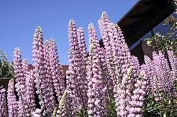 Imagen general del Hotel Sierra Nevada. Foto 5