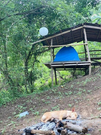 Imagen de la habitación del Hotel Singalong Nature Camphill Site. Foto 12