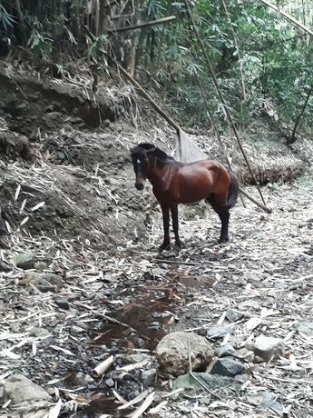 Imagen general del Hotel Singalong Nature Camphill Site. Foto 2