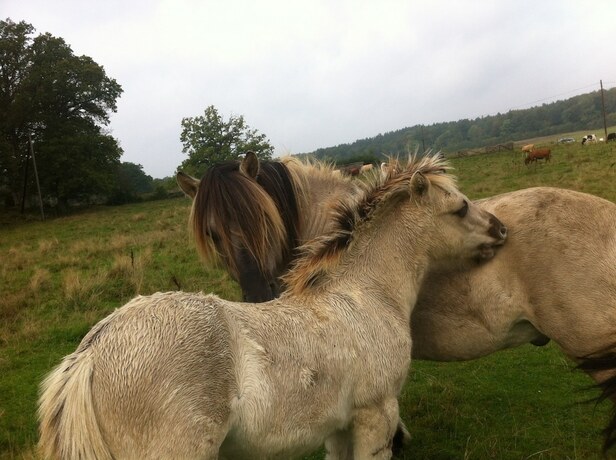 Imagen general del Hotel Sk&auml;rva Herrg&aring;rd. Foto 4