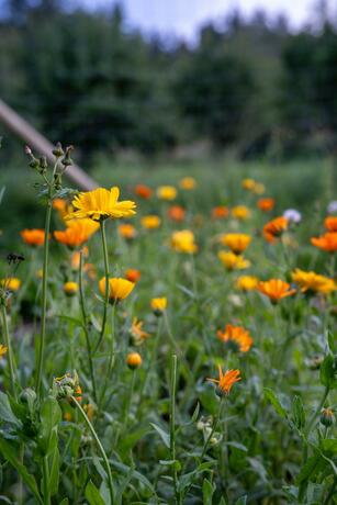 Imagen general del Hotel Skeviks Gård. Foto 4